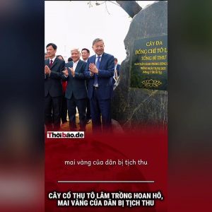 Cây Cổ Thụ Tô Lâm Trồng Hoan Hô, Mai Vàng Của Dân Bị Tịch Thu.