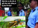 „Giấy khai sinh“ cho ve sầu: Đòn tận thu hay âm mưu độc quyền thực phẩm rừng?