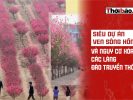 Siêu dự án ven sông Hồng và nguy cơ xóa sổ các làng đào truyền thống